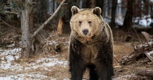 Σλοβακία: Κρέας αρκούδας θα διατίθεται προς πώληση