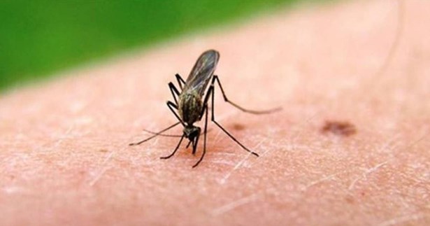 Ενημέρωση και συμβουλές του Δήμου Θηβαίων για την καταπολέμηση των κουνουπιών