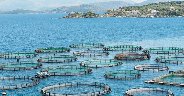 Γ. Πούλου: «Η ανεξέλεγκτη φαραωνική επέκταση των ιχθυοκαλλιεργειών στη Σαλαμίνα, είναι κίνδυνος για το περιβάλλον και τον πολιτισμό!»