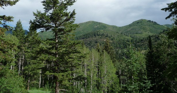 Επιστολή της Γιώτας Πούλου για την αύξηση των «άρρωστων» ελάτων