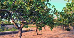 Βαριά τα ασφάλιστρα ΕΛΓΑ με κατάργηση -20% και αυξημένες τιμές στις εισφορές ειδικά για δενδρώδεις