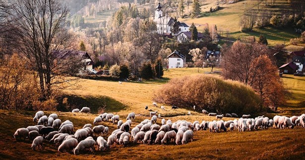 Γ. Πούλου: «Ανεξέλεγκτη η ευλογιά στην κτηνοτροφία. Να στηριχθούν άμεσα οι κτηνοτρόφοι και οι παραγωγοί ζωοτροφών»