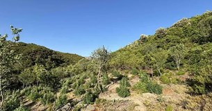 Πάνω από 2.000 δενδρύλλια κάνναβης βρέθηκαν σε Βοιωτία και Εύβοια - 8 συλλήψεις