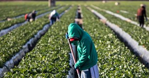 Εργάτες γης με ημερομίσθιο 39 ευρώ και επιδότηση ασφαλιστικών εισφορών, ποιοι είναι οι όροι του προγράμματος