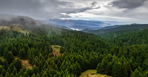 Ψήφισμα του Δ.Σ. Δήμου Λεβαδέων για την ξήρανση των ελάτων στον Ελικώνα