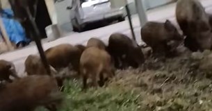 Αγριογούρουνα μέσα στη Λιβαδειά αναζητούν τροφή σε παρτέρια πρασίνου