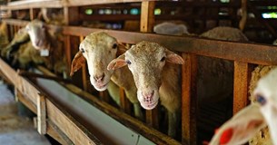 Πράσινο φως από Κομισιόν για ενισχύσεις, έως 50.000 ευρώ, σε κτηνοτρόφους λόγω ευλογιάς αλλά θα πληρώσει το ΥπΑΑΤ;