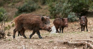 Αγέλη αγριογούρουνων κάνει «βόλτα» μέσα στη Λιβαδειά - Δείτε βίντεο