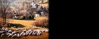 Ενημέρωση του ΥπΑΑΤ για την ευλογιά των προβάτων - Αναλυτικά τα μέτρα και όσα πρέπει να κάνουν οι κτηνοτρόφοι