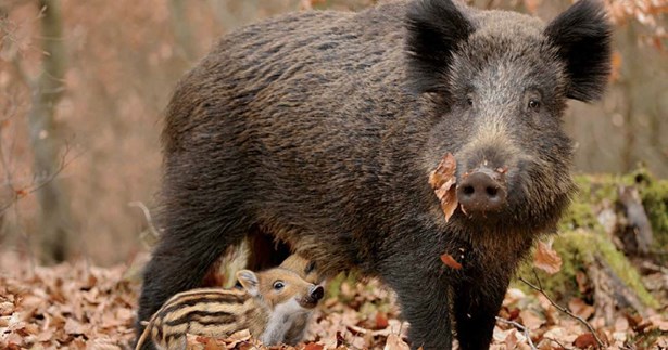 Δασαρχείο Λιβαδειάς: Απαγόρευση χορήγησης τροφής σε αγριόχοιρους και ημίαιμους χοίρους