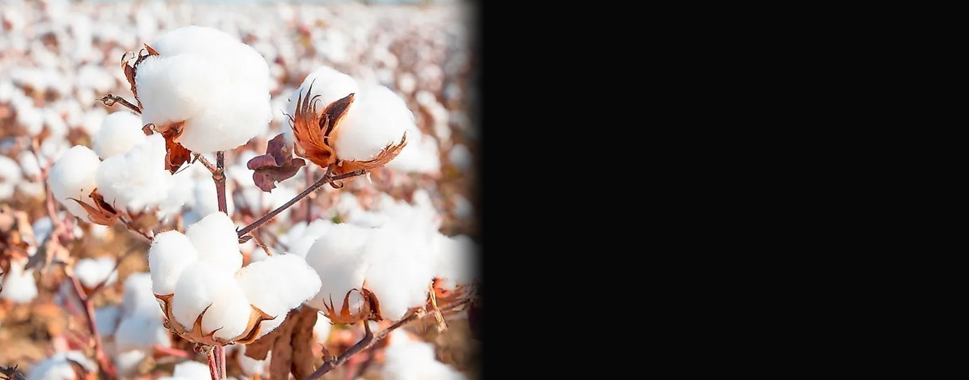 Σταθερά στα 73,4 ευρώ ανά στρέμμα η ειδική ενίσχυση στο βαμβάκι για το 2025 Σταθερά στα 73,4 ευρώ ανά στρέμμα η ειδική ενίσχυση στο βαμβάκι για το 2025