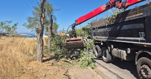 Κλαδοκοπές γερασμένων δέντρων πραγματοποίησε η Περιφέρεια στην οδό Θήβας-Ελευσίνας