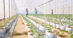Ως τις 11 Νοεμβρίου οι αιτήσεις θερμοκήπια και στέγαστρα φυτικής παραγωγής