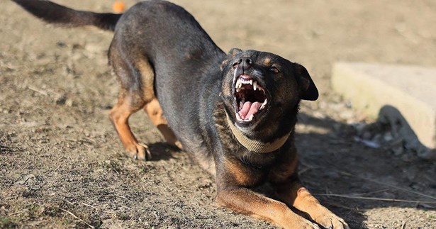 Έγκυος γυναίκα δέχτηκε επίθεση από σκύλο στο κέντρο της Θήβας