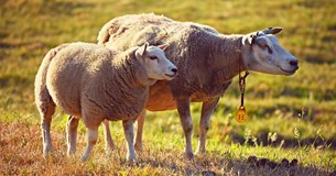 Να προστατευτεί η κτηνοτροφία της Δ. Φθιώτιδας από την ευλογιά ζητά ο Γ. Σαρακιώτης