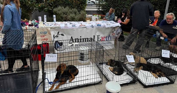 Ενεργή συμμετοχή του Δήμου Χαλκιδέων στην Παγκόσμια Ημέρα Ζώων