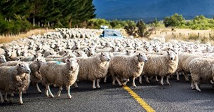 Εκτός των πληρωμών έμεινε η κτηνοτροφία, 96 εκατ. ευρώ χωρίς την εξισωτική τα υπόλοιπα για τη ζωική παραγωγή