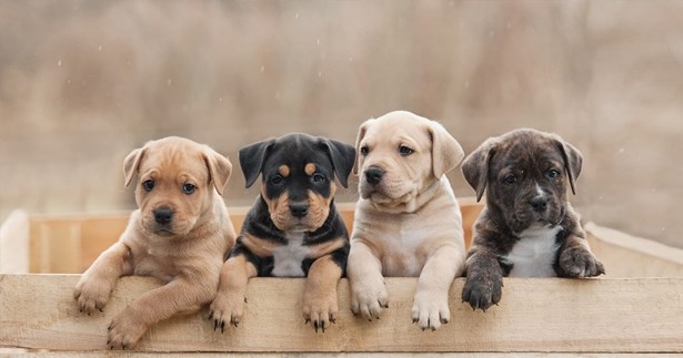 Ενημέρωση του Δήμου Δελφών για τους θανάτους αδέσποτων ζώων από φόλες