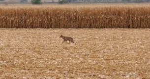 Βρέθηκε λύκος στη διασταύρωση Μαυρομματίου στην Ε.Ο. Θηβών-Λιβαδειάς