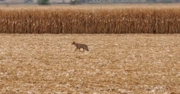 Βρέθηκε λύκος στη διασταύρωση Μαυρομματίου στην Ε.Ο. Θηβών-Λιβαδειάς
