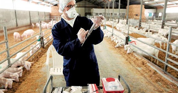 Επικίνδυνα τα εμβόλια κατά της ευλογιάς που μπαίνουν παράνομα στη χώρα, λένε οι ειδικοί