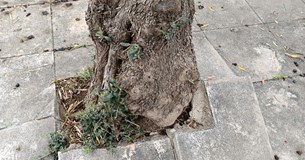 Στέφανος Σταμέλλος: Τα δέντρα της Λαμίας ασφυκτιούν∙ και αυτό δεν είναι υπερβολή