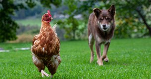 Αναστάτωση στο Καπαρέλλι μετά από επίθεση σκύλου σε κότα - Καβγάς και αλληλομηνύσεις μεταξύ των ιδιοκτητών