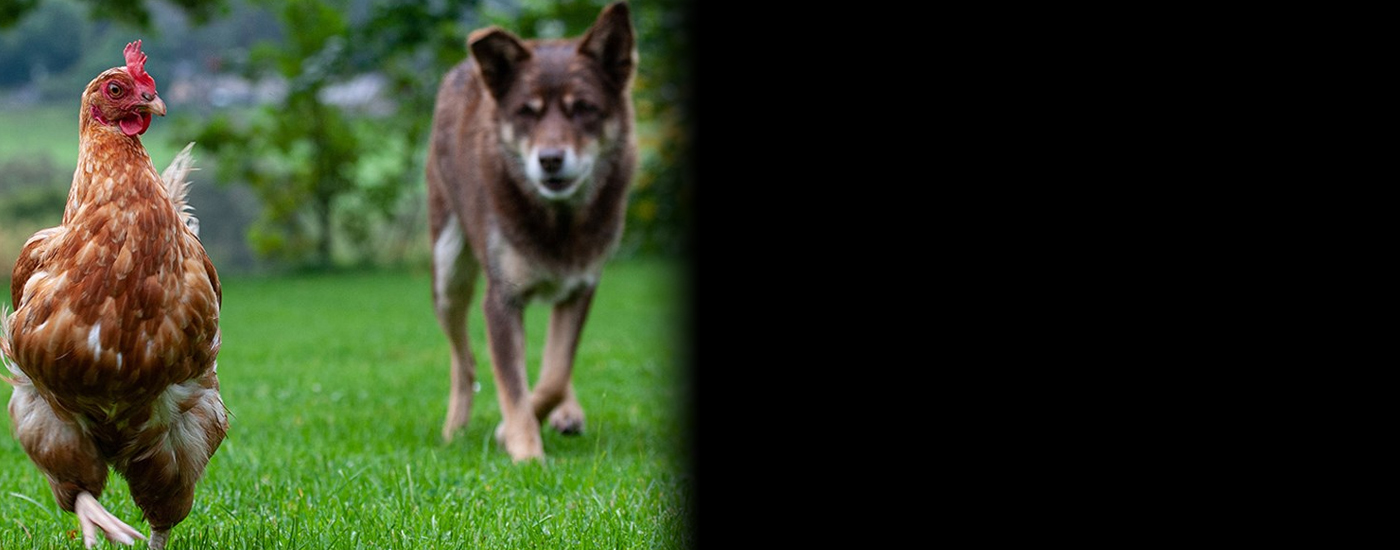 Αναστάτωση στο Καπαρέλλι μετά από επίθεση σκύλου σε κότα - Καβγάς και αλληλομηνύσεις μεταξύ των ιδιοκτητών
