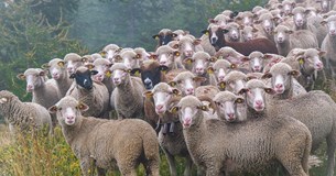 12,2 εκατ. ευρώ σε Περιφέρεια και κτηνοτρόφους για τα θανατωθέντα ζώα ανακοίνωσε το ΥπΑΑΤ 12,2 εκατ. ευρώ σε Περιφέρεια και κτηνοτρόφους για τα θανατωθέντα ζώα ανακοίνωσε το ΥπΑΑΤ