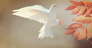 Στέφανος Σταμέλλος: Η πιο ριζοσπαστική πράξη σήμερα είναι να υπερασπίζεσαι την Ειρήνη