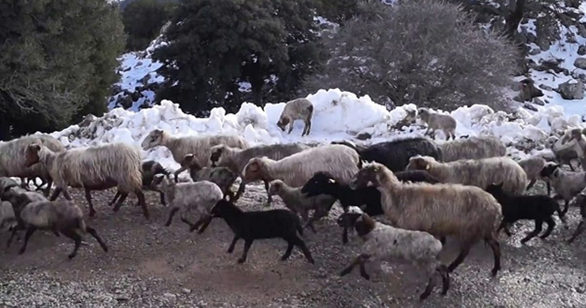 Πραγματοποιήθηκε σύσκεψη με θέμα την αντιμετώπιση της παράνομης βοσκής βοοειδών και αιγοπροβάτων στην Λιβαδειά