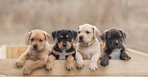 Τα αδέσποτα στη Λαμία: μερικές χιλιοειπωμένες σκέψεις και προτάσεις Τα αδέσποτα στη Λαμία: μερικές χιλιοειπωμένες σκέψεις και προτάσεις