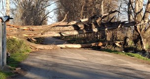 Πτώσεις δέντρων στο εσωτερικό της Κωπαίδας. Διακοπή κυκλοφορίας