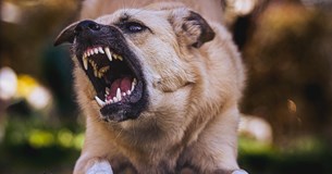 Αδέσποτα σκυλιά επιτέθηκαν σε 7χρονο αγοράκι στη Πύλη Τανάγρας - Νοσηλεύεται στο «Παίδων»