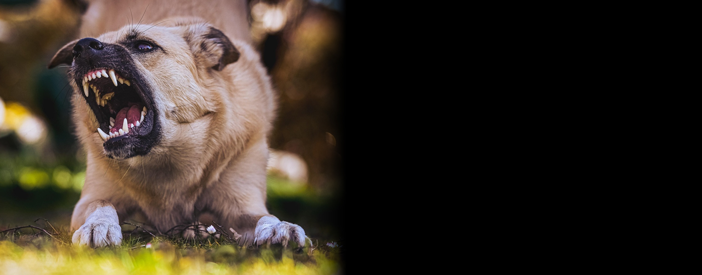 Αδέσποτα σκυλιά επιτέθηκαν σε 7χρονο αγοράκι στη Πύλη Τανάγρας - Νοσηλεύεται στο «Παίδων»