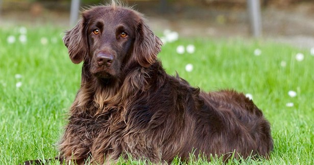 Υπενθύμιση του Δήμου Θηβαίων για την υποχρέωση καθαρισμού μετά τη βόλτα σκύλων