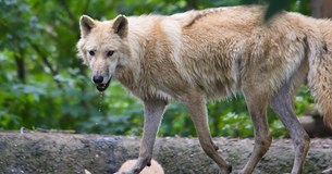 Ο Γιάννης Σαρακιώτης έφερε στη Βουλή το μείζον ζήτημα επιθέσεων λύκων στη Φθιώτιδα