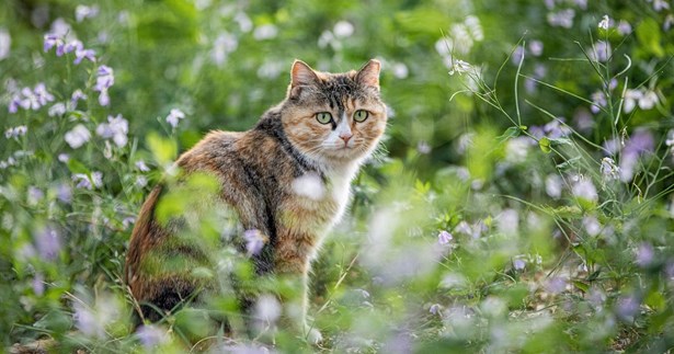 Νέα κατηγορία στο επίσημο site του Δήμου Θηβαίων για υιοθεσία αδέσποτων