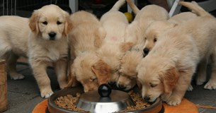 Καταγγελία πως 6 κουτάβια εγκαταλείφθηκαν στη Λιβαδειά - Παρέμβαση του Δήμου Λεβαδέων