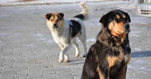 Συνεχίζεται η περίθαλψη, στείρωση και σήμανση αδέσποτων ζώων στο Δήμο Ορχομενού