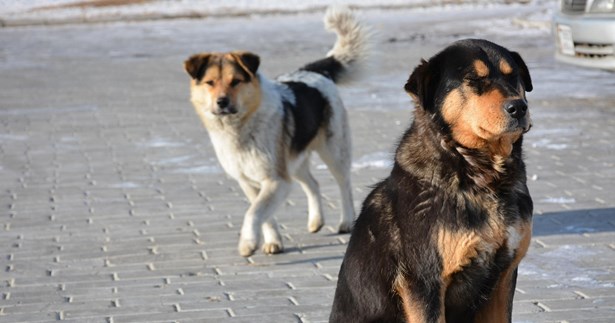 Συνεχίζεται η περίθαλψη, στείρωση και σήμανση αδέσποτων ζώων στο Δήμο Ορχομενού