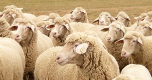 Προμήθεια απολυμαντικού για τη νόσο της ευλογιάς των αιγοπροβάτων από την Π.Ε. Βοιωτίας