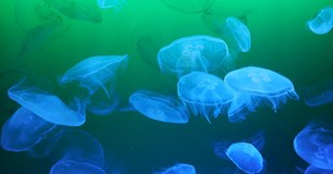 1.5 εκατ. ευρώ για δίχτυα προστασίας λουόμενων από μέδουσες στη Στερεά Ελλάδα