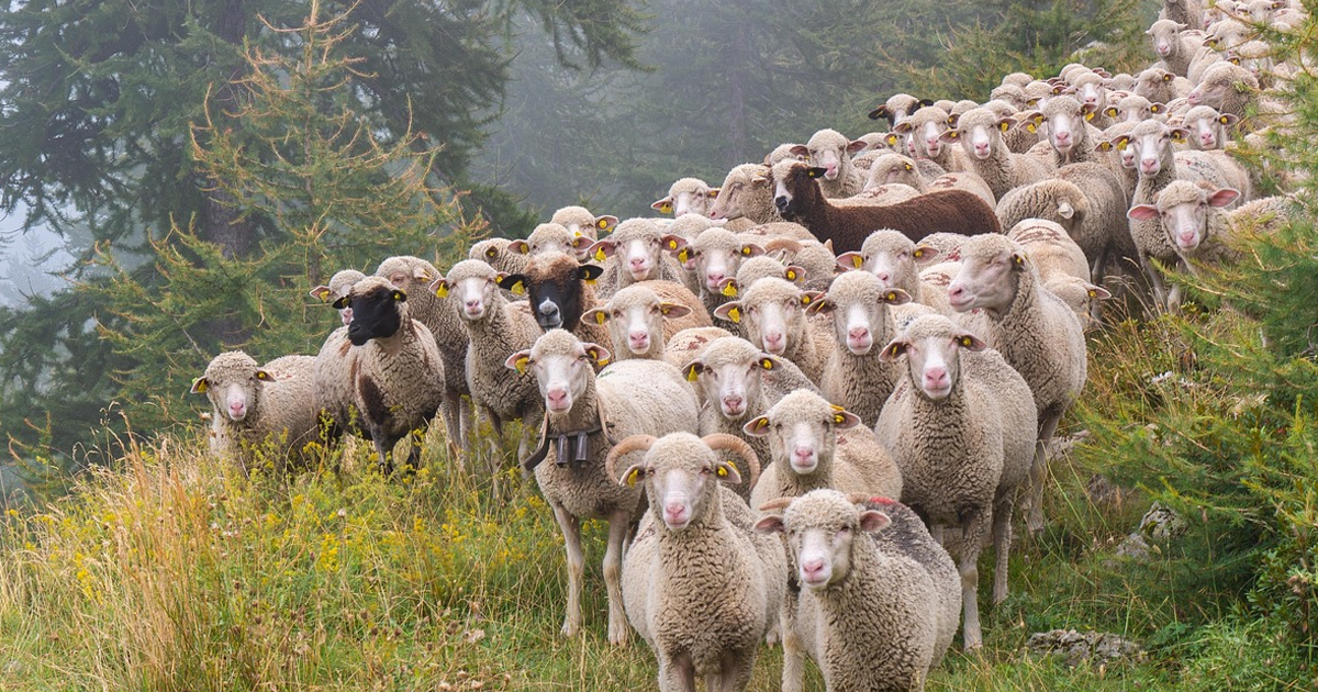 Προληπτικά και κατασταλτικά μέτρα στη Στερεά Ελλάδα για την αντιμετώπιση της ευλογιάς των αιγοπροβάτων