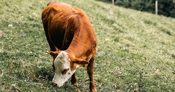 ΕΕ: Συστάσεις για λιγότερο κρέας και κατάργηση των επιδοτήσεων της ΚΑΠ για την κτηνοτροφία