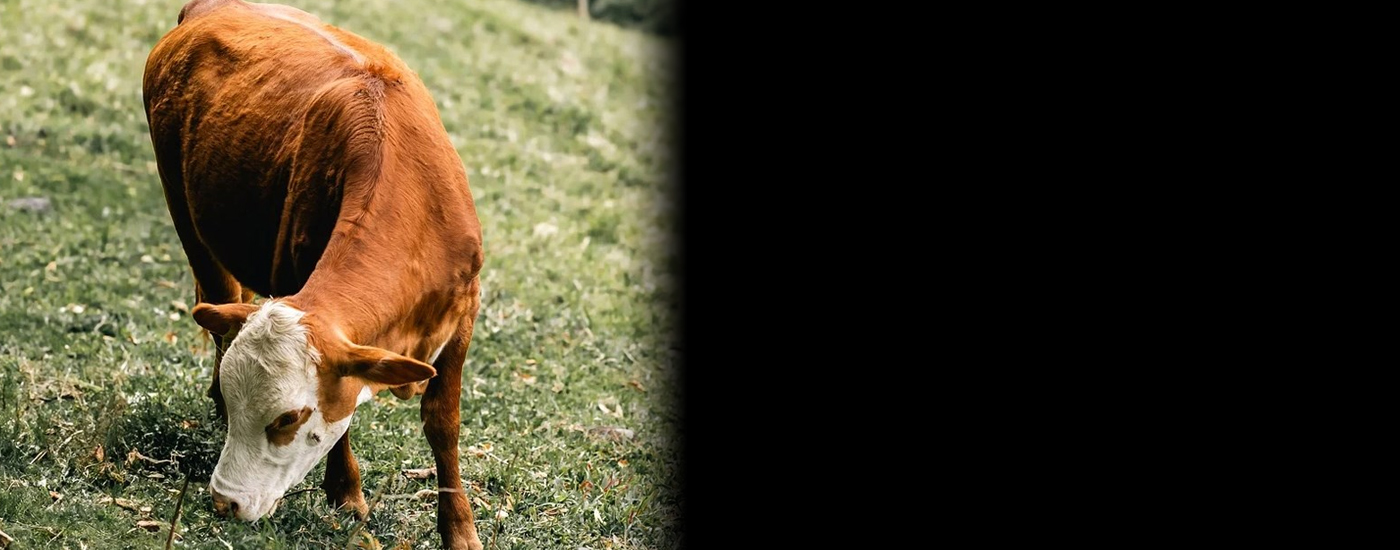 ΕΕ: Συστάσεις για λιγότερο κρέας και κατάργηση των επιδοτήσεων της ΚΑΠ για την κτηνοτροφία