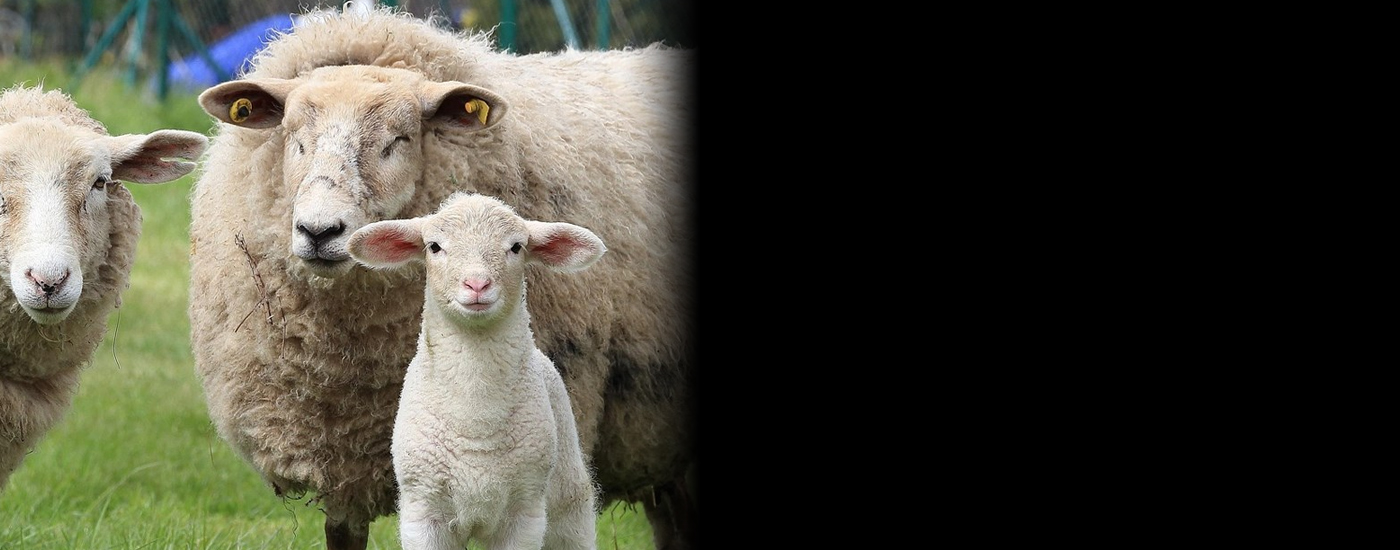 Πόσο θα πληρώσουμε φέτος το Πάσχα το αρνί και το κατσίκι