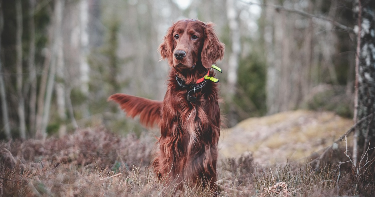 Γενική Συνέλευση με αρχαιρεσίες στον Κυνηγετικό Σύλλογο Θήβας