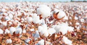 Στην Ειδική Ενίσχυση Βάμβακος η μερίδα του λέοντος της πρώτης φάσης των πληρωμών Στην Ειδική Ενίσχυση Βάμβακος η μερίδα του λέοντος της πρώτης φάσης των πληρωμών