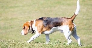 Δασική Απαγορευτική Διάταξη Εκγύμνασης Κυνηγόσκυλων στο Δήμο Θηβαίων